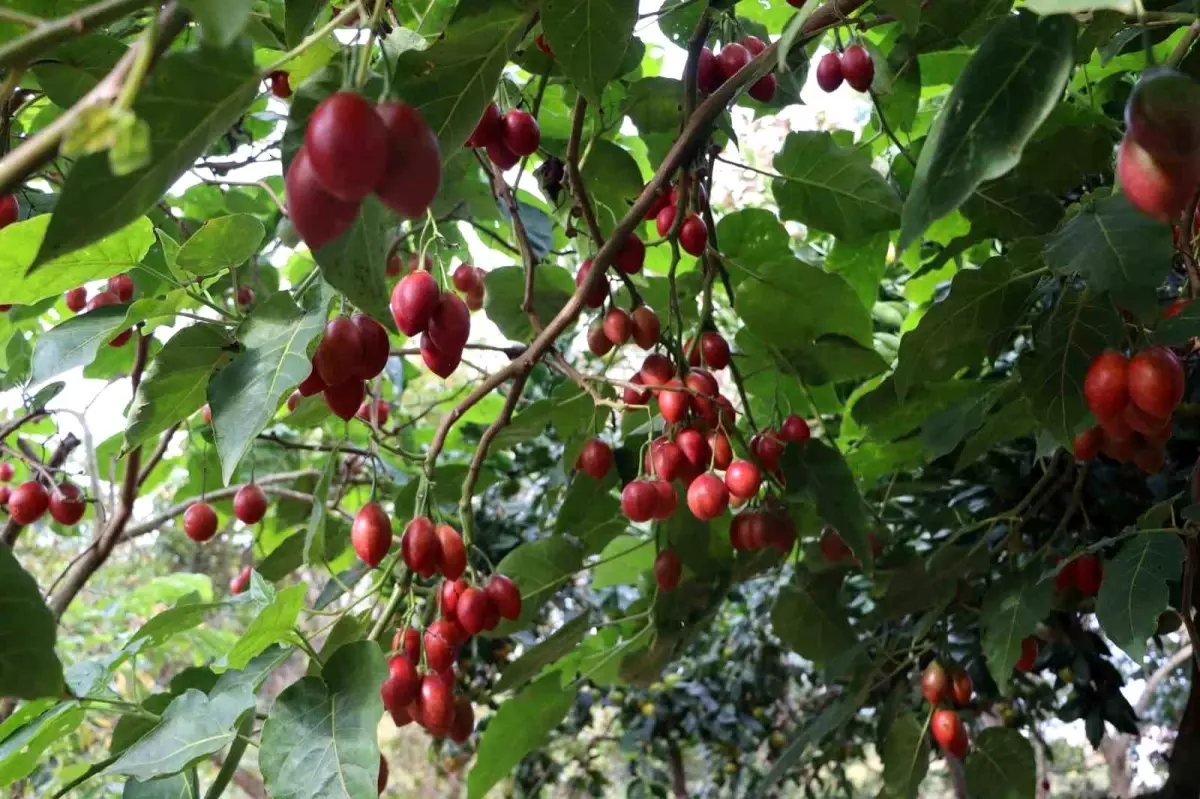 Tamarillo Rize’de Yetişiyor